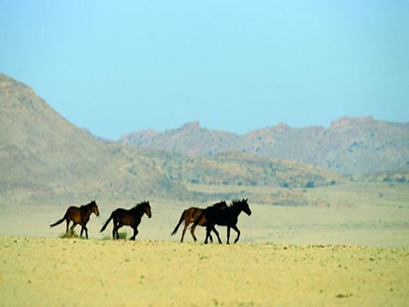 Desert Horse Inn - Klein-Aus Vista - Wild Horses 